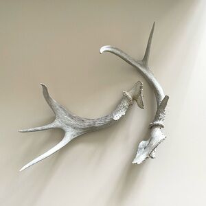 Natural Antlers